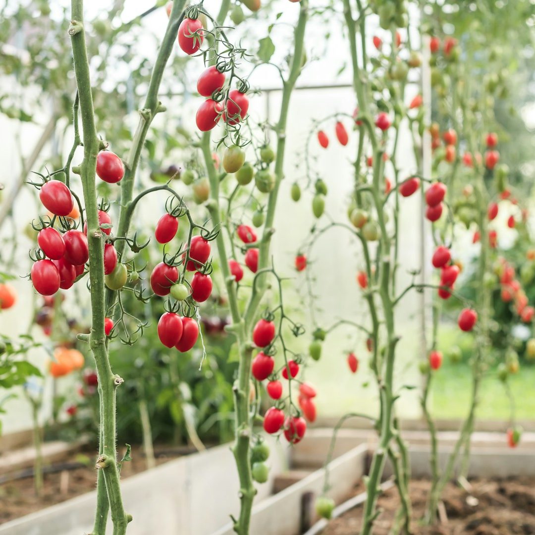 hochbeet-mit-tomaten